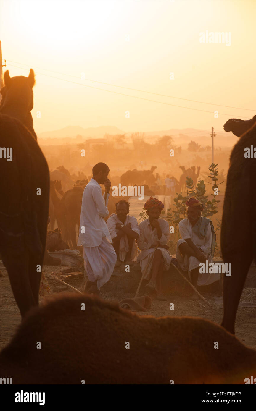 Pushkar camel juste. Le Rajasthan, Inde Banque D'Images