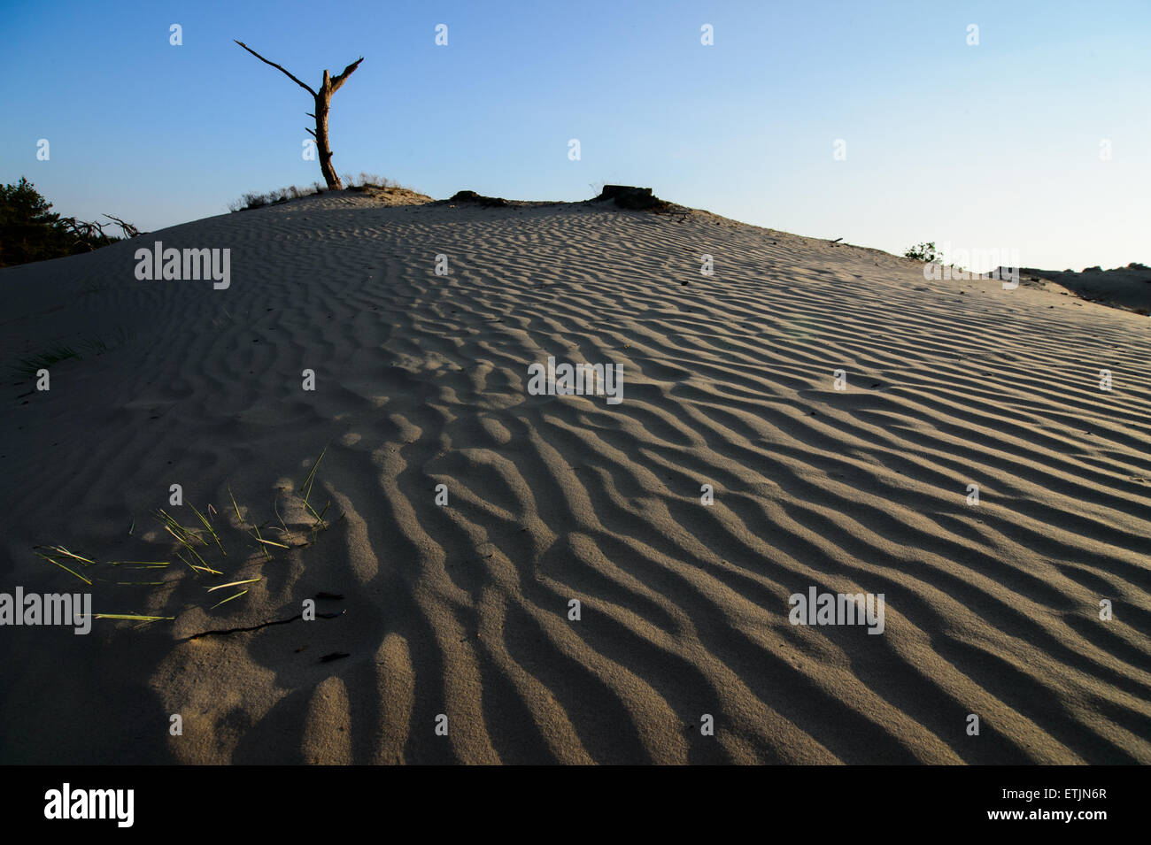 Le vent et la faible lumière du soir créer de belles figures dans les dunes de sable à la dérive sur la réserve naturelle de Veluwe aux Pays-Bas Banque D'Images