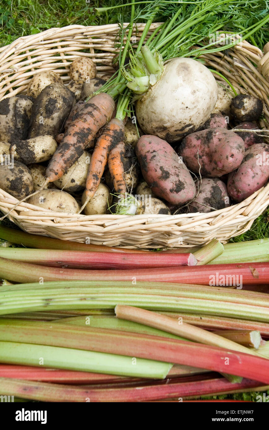 Rouge et blanc sale pommes de terre, le navet et les carottes dans un panier avec de couper les tiges de rhubarbe. Jardin de légumes cultivés sur la récolte, Banque D'Images