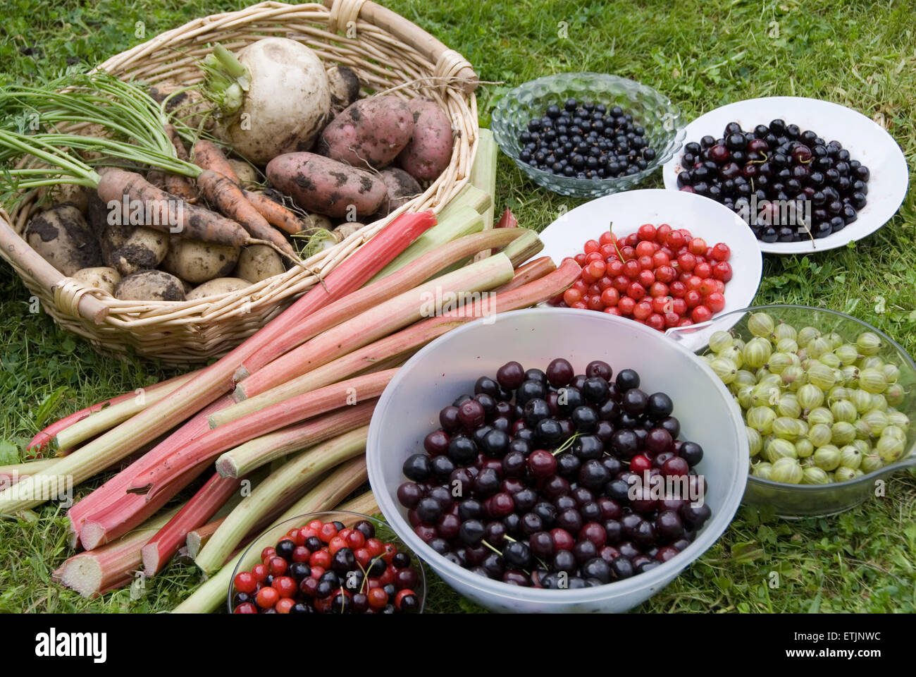 Rouge et blanc sale pommes de terre, carottes et navets, de rhubarbe, de baies et de cerises - accueil jardin cultivé de la récolte de fruits et légumes, UK Banque D'Images