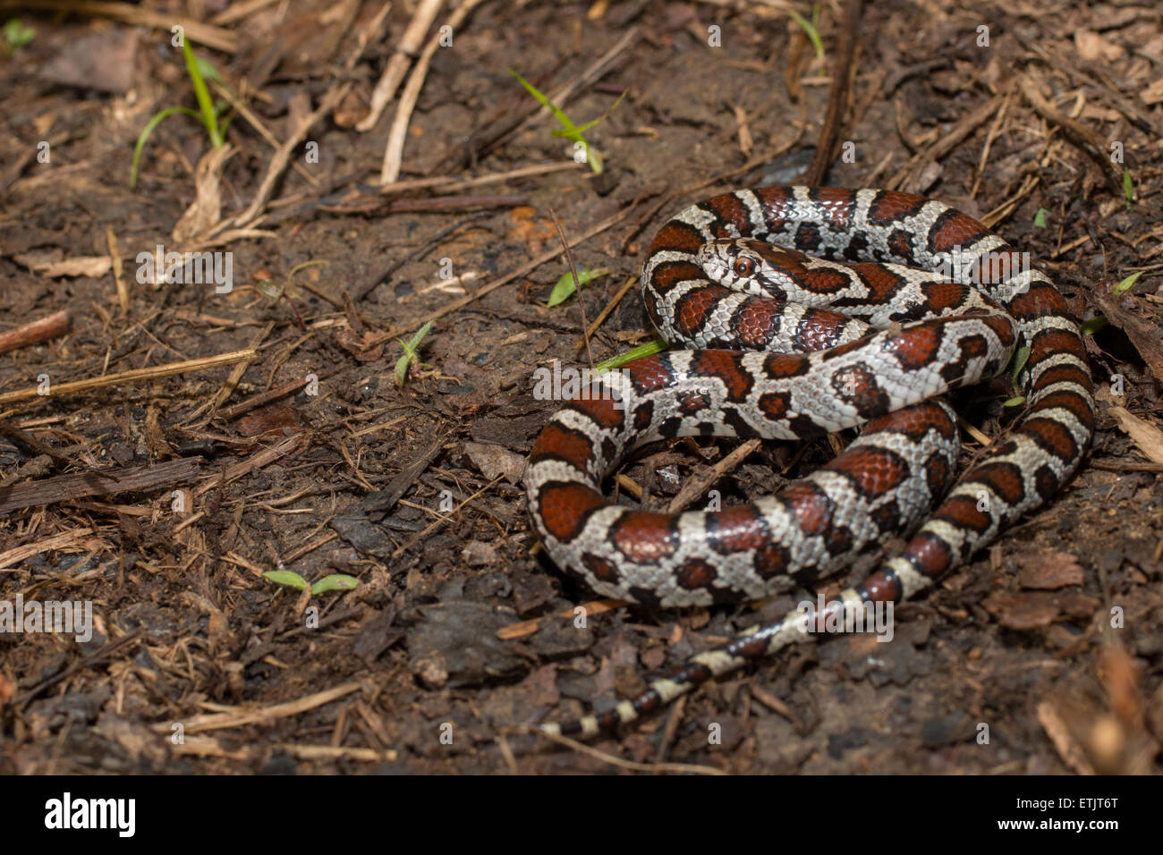 Snake est juvénile - Lampropeltis triangulum Banque D'Images