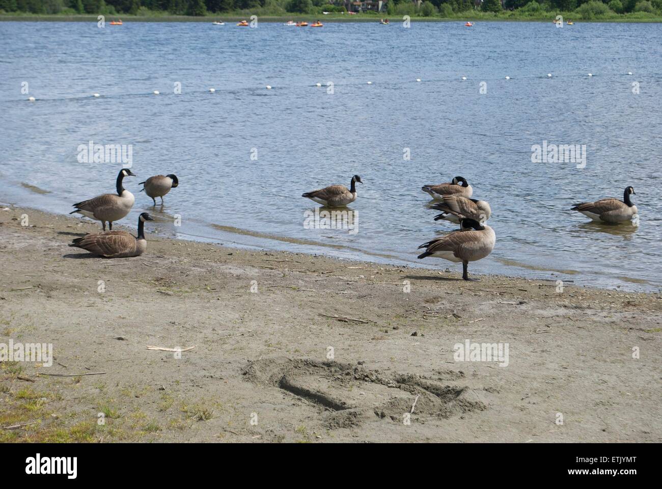 Canards dans un lac Whistler Banque D'Images