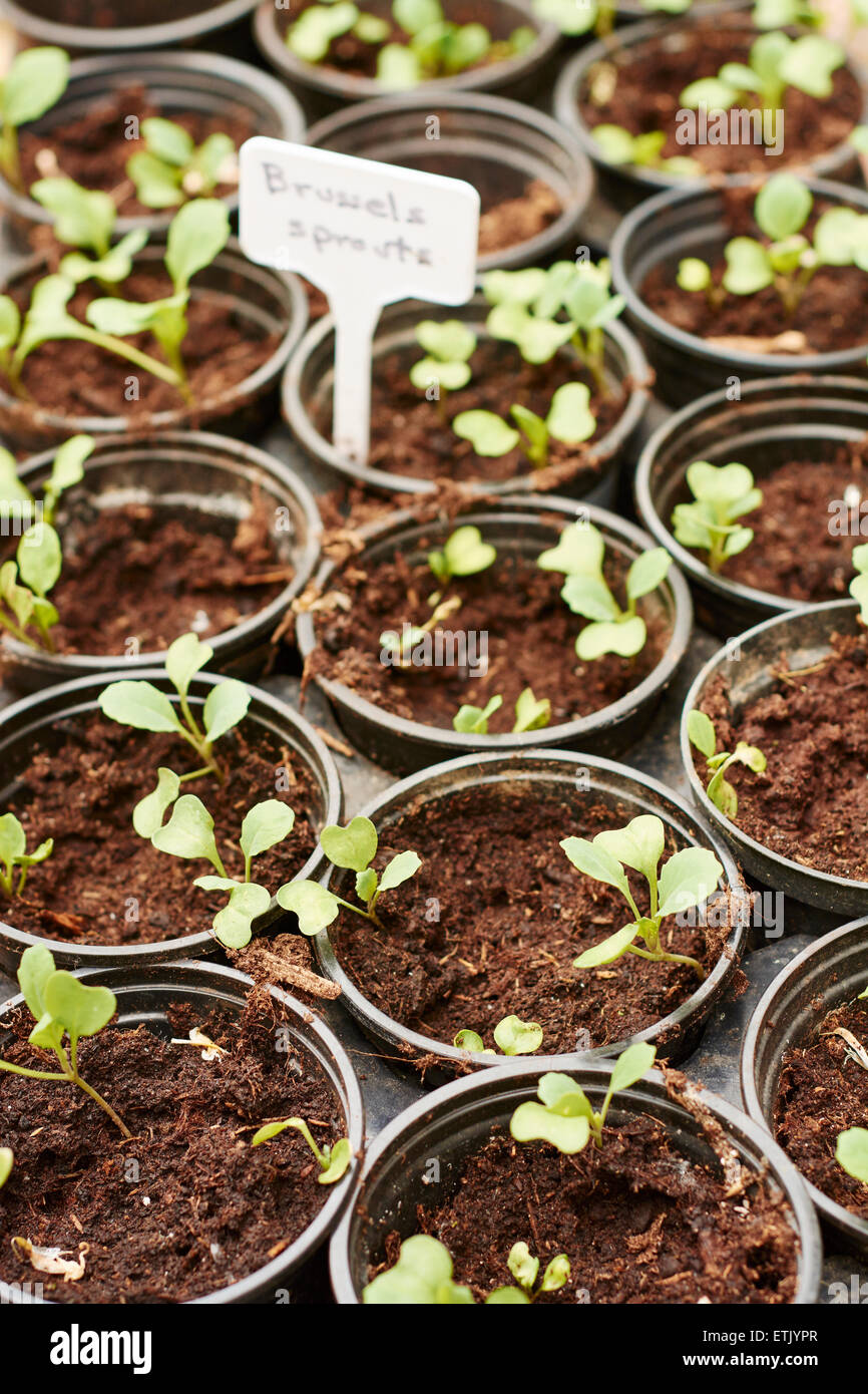 Les semis de choux de Bruxelles dans de petits pots. Banque D'Images