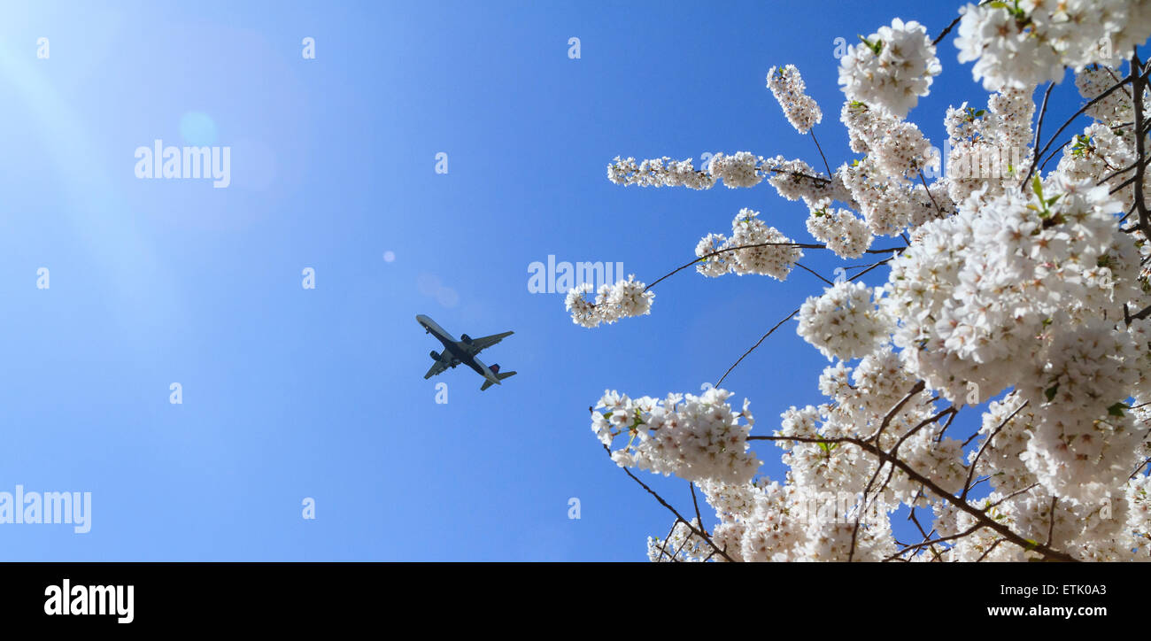 Avion vole au-dessus de fleurs de cerisier, Washington DC Banque D'Images