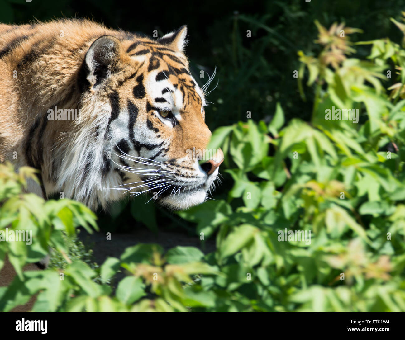 Tiger chasse dans les buissons verts Banque D'Images