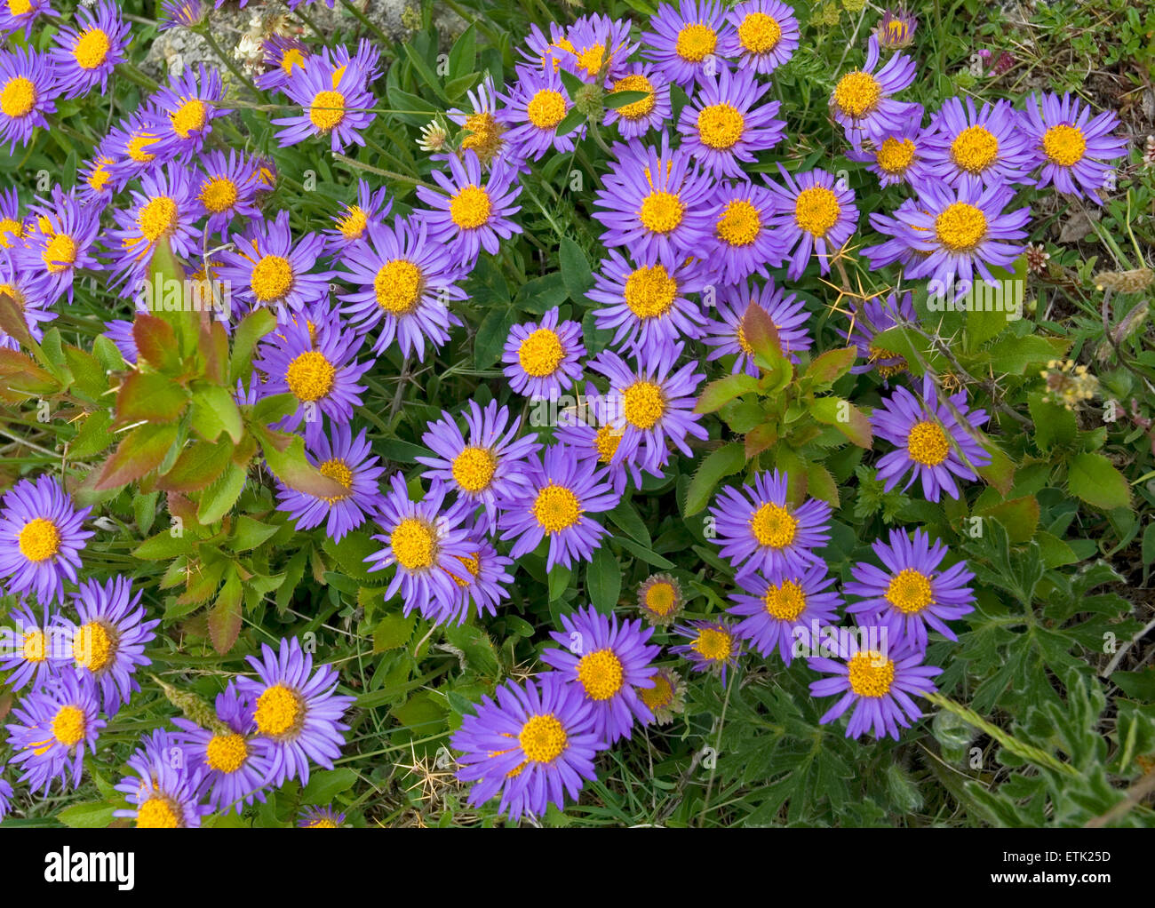 La flore de l'Oberland Bernois, Suisse. Aster alpinus Banque D'Images