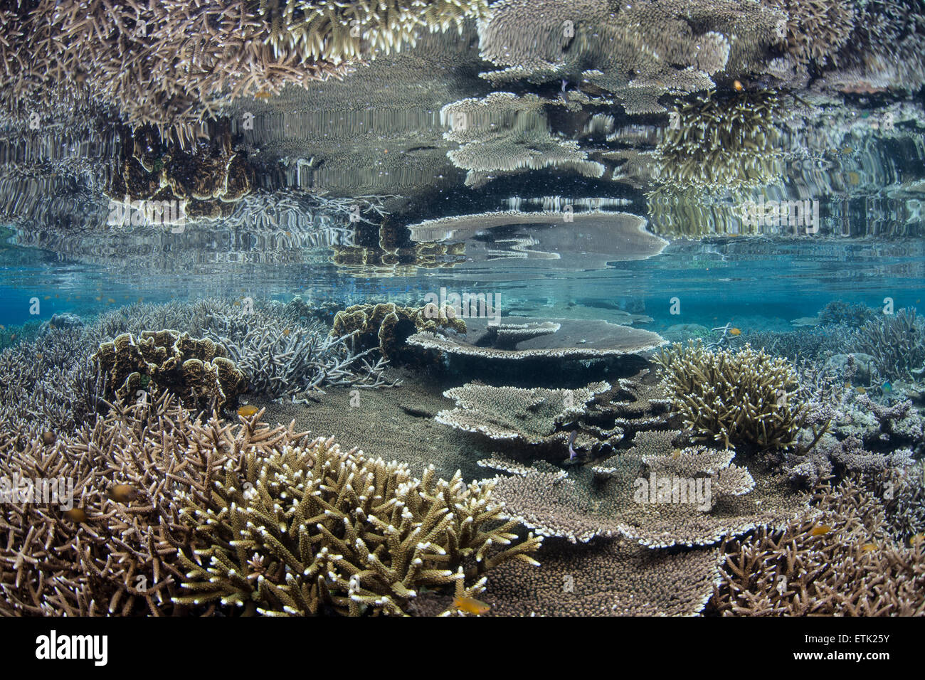 Une grande barrière de corail se développe dans les bas-fonds de Raja Ampat, en Indonésie. Cette région éloignée est élevé à la maison de la biodiversité marine. Banque D'Images