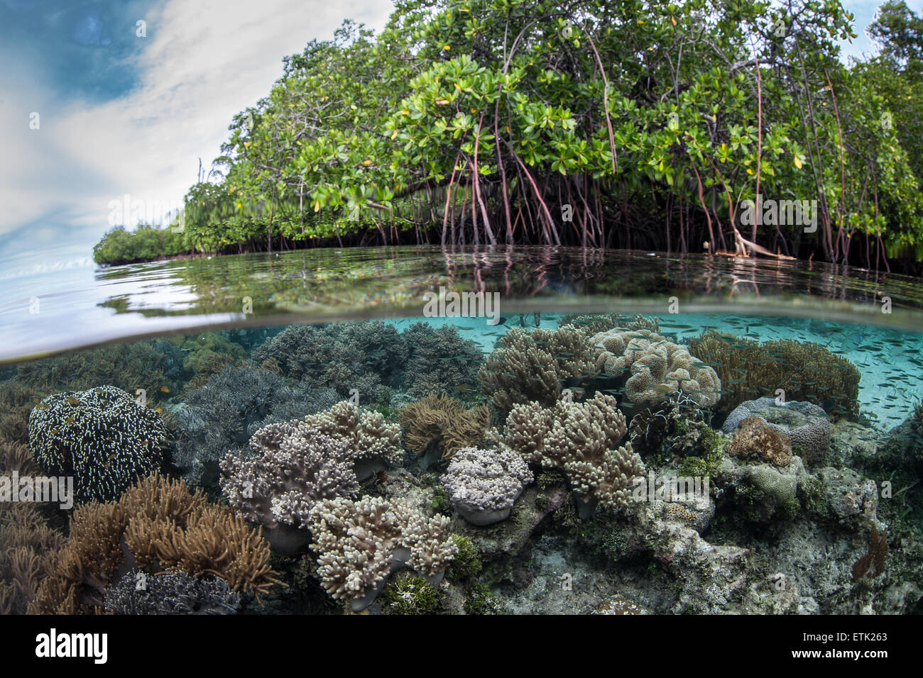 La santé des récifs de corail se développe le long du bord d'une belle forêt de mangrove dans la région de Raja Ampat, en Indonésie. Banque D'Images