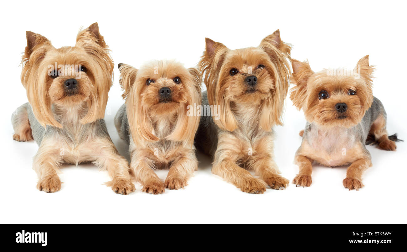 Quatre Yorkshire Terriers se trouvent sur fond blanc. Ils ont été lavés, GOT et coupe de pistes parfaitement damées avant la pousse de photo. Banque D'Images