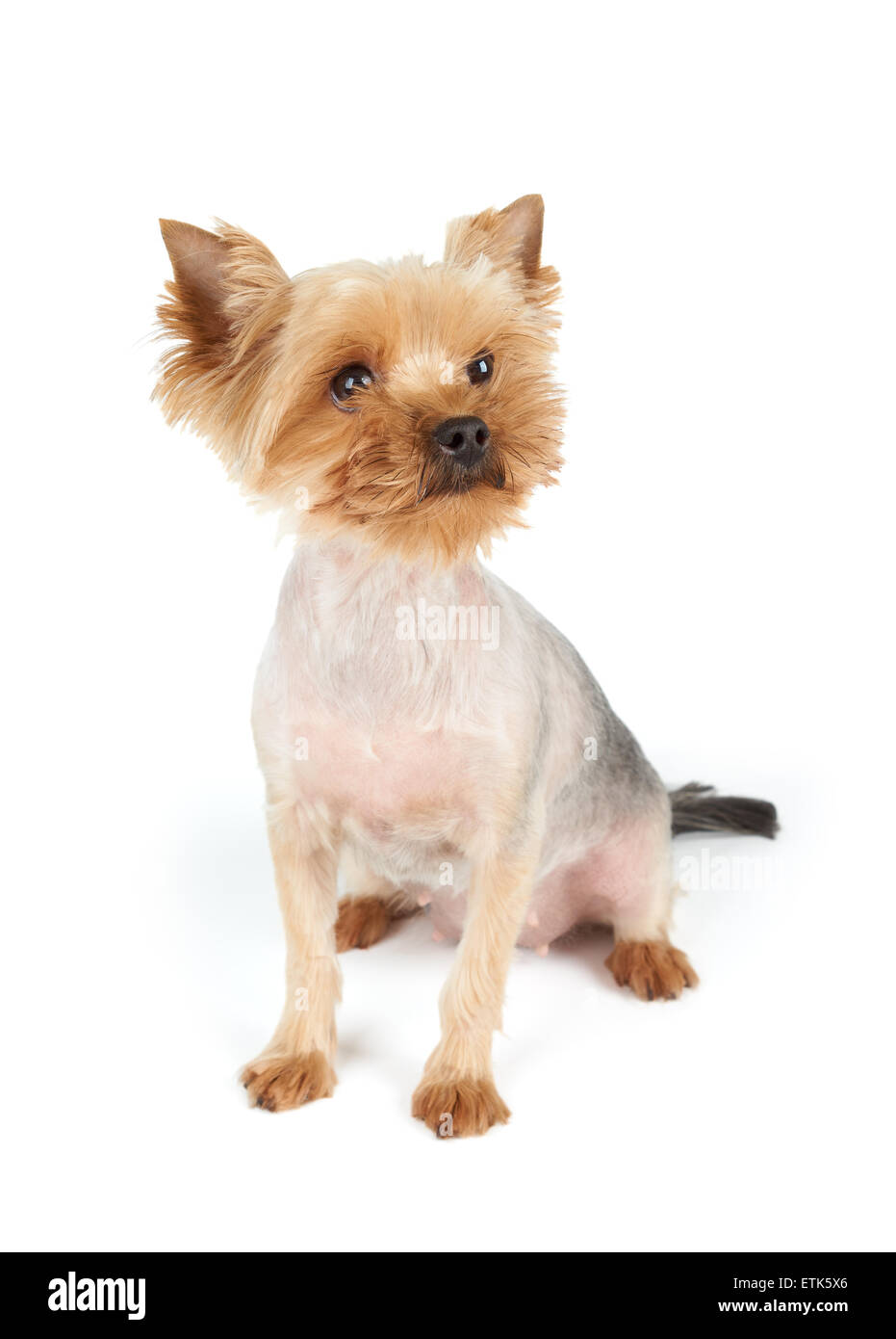 Yorkshire Terrier avec drôle museau se tourne vers le côté et siège sur fond blanc Banque D'Images