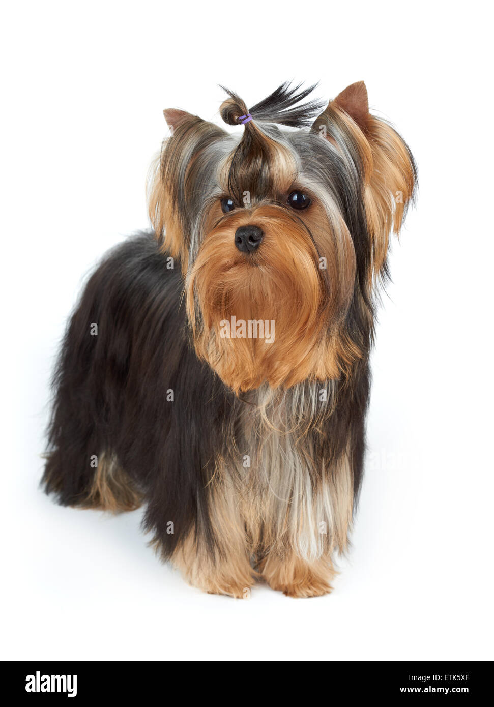 Un chiot de pure race, le Yorkshire Terrier avec noeud en haut de style se  dresse sur fond isolé blanc Photo Stock - Alamy