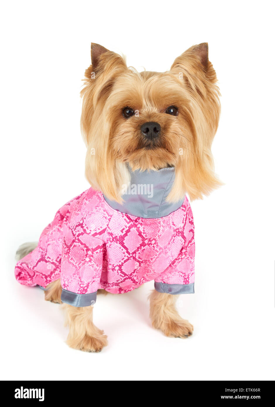 Yorkshire Terrier avec coupe élégante portant une combinaison rose se trouve sur fond blanc Banque D'Images