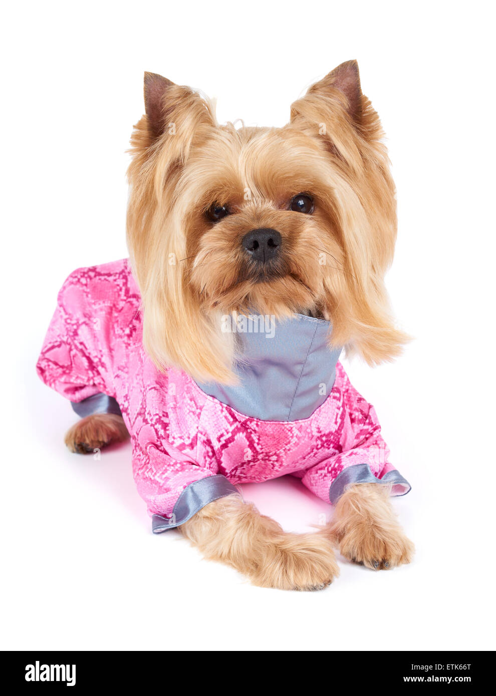 Yorkshire Terrier avec coupe élégante portant une combinaison rose se trouve sur fond blanc Banque D'Images