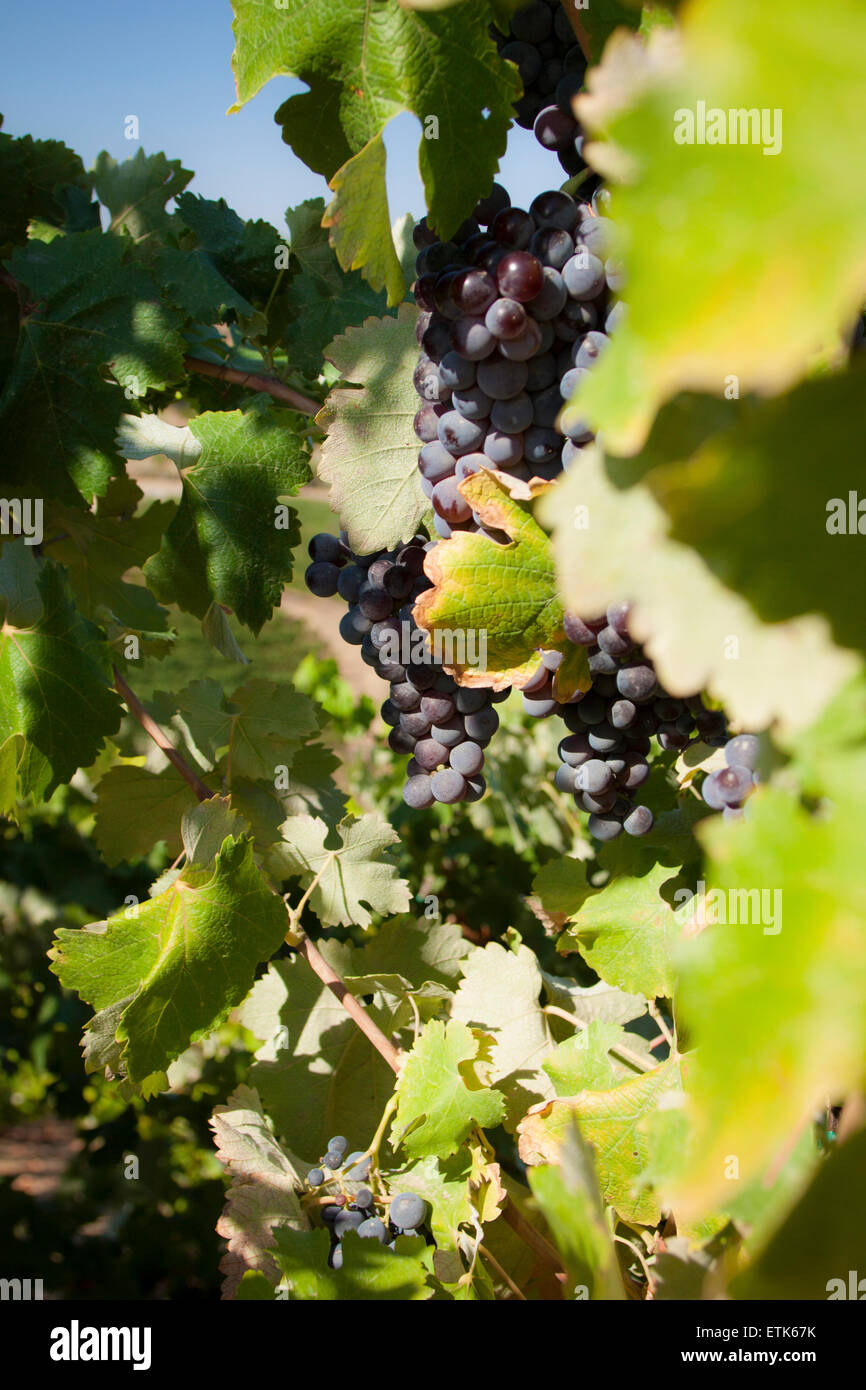 Grappes suspendues sur une vigne Banque D'Images