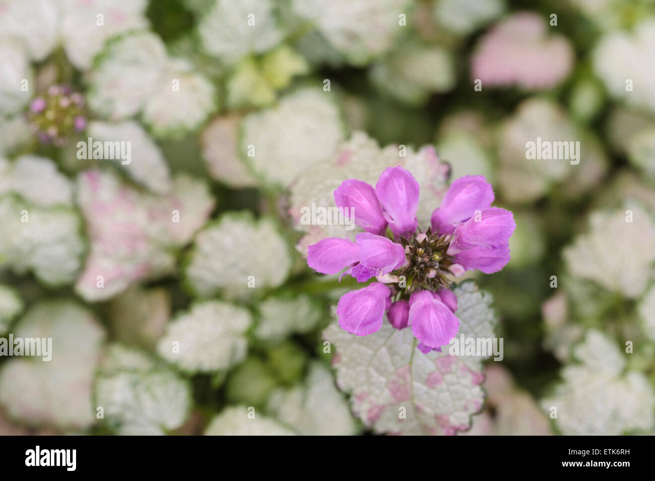 Lamium maculatum Banque D'Images