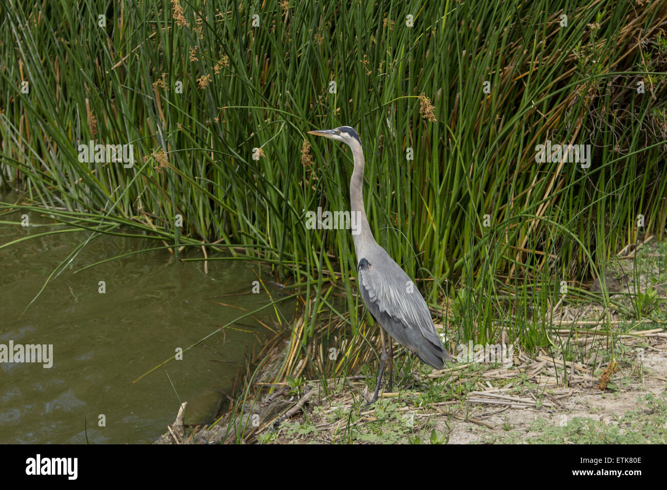 Grand héron dans la nature, la recherche de nourriture dans un lac dans le sud de la Californie Banque D'Images