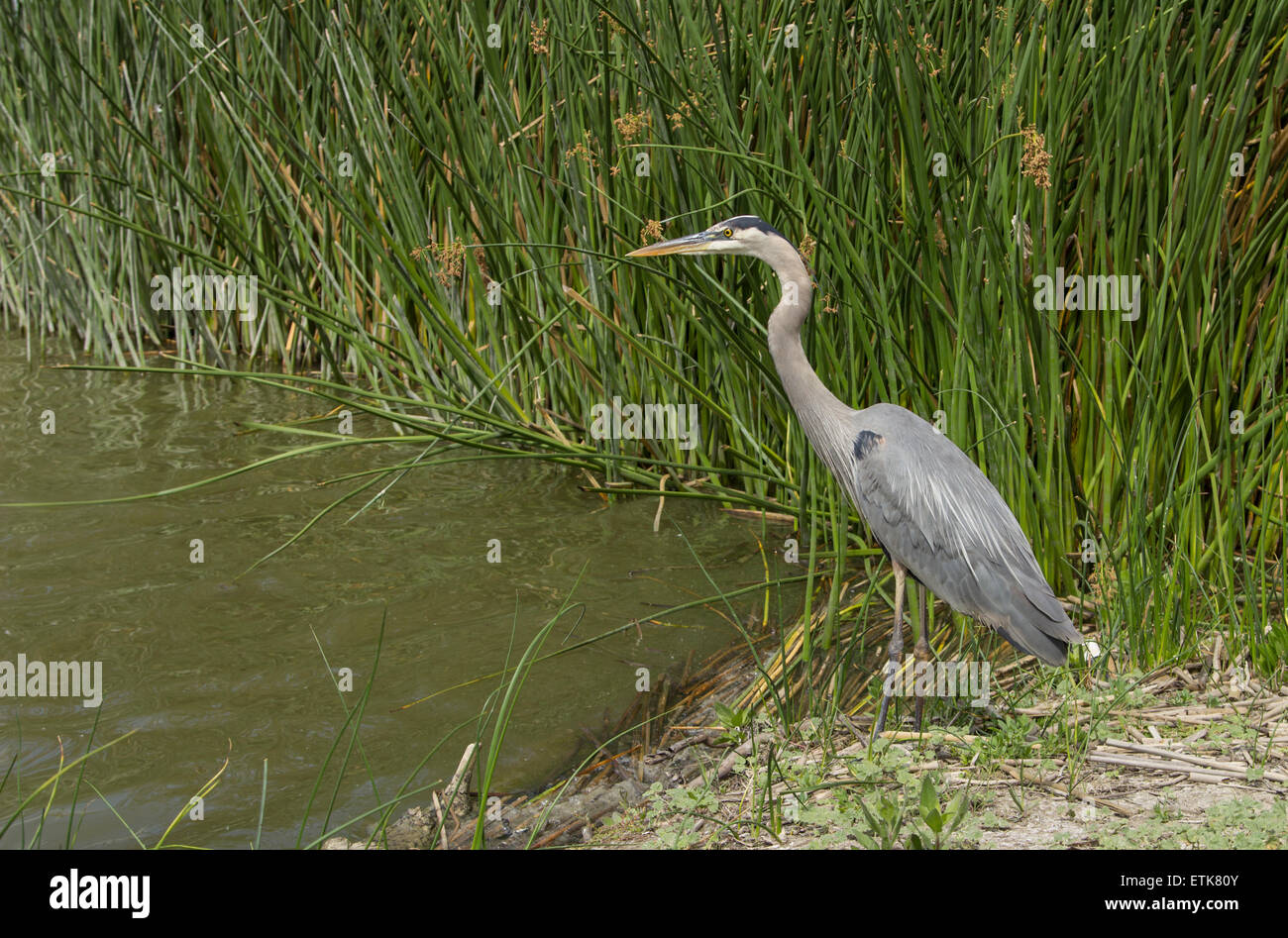 Grand héron dans la nature, la recherche de nourriture dans un lac dans le sud de la Californie Banque D'Images