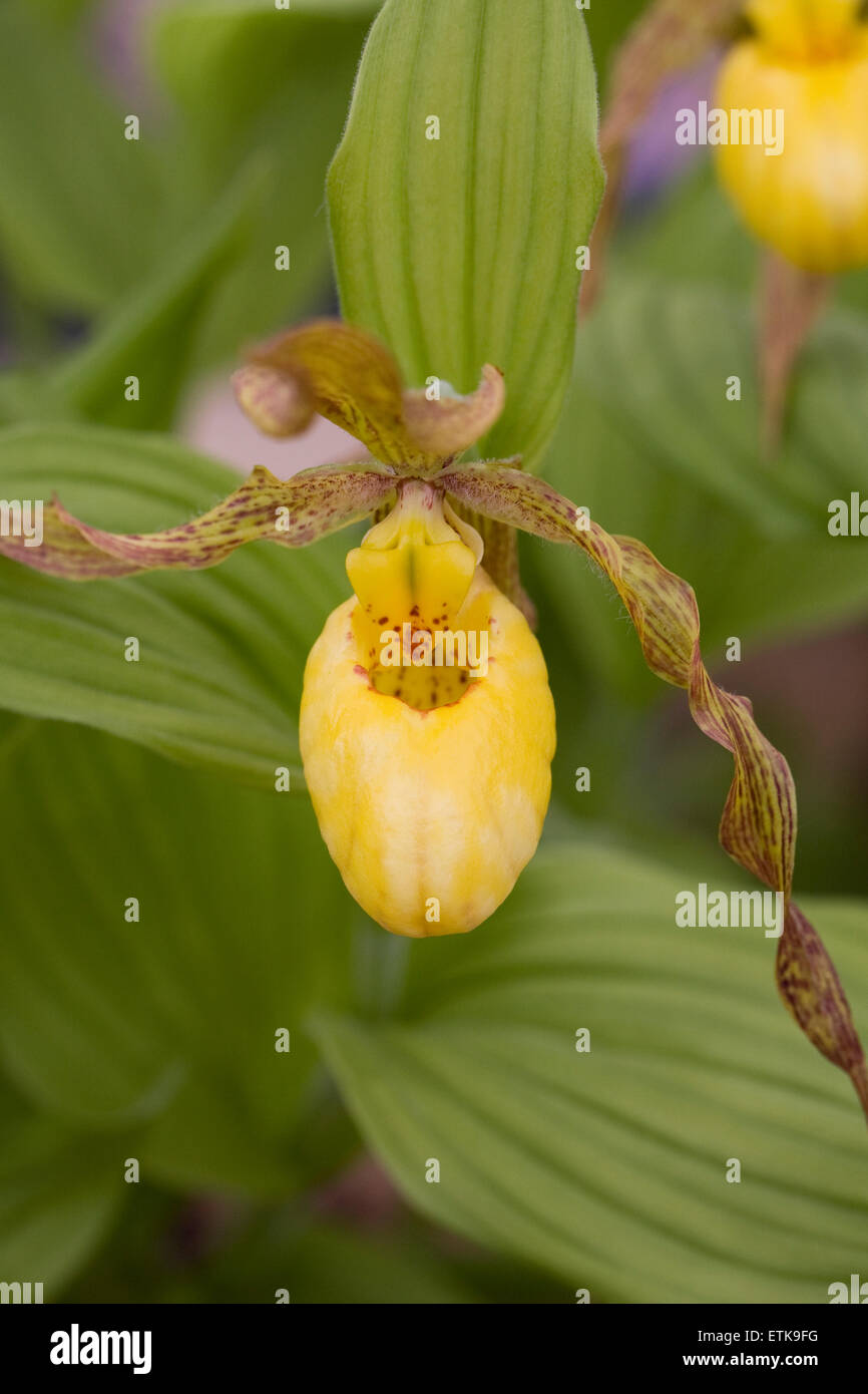 Cypripedium parviflorum var. pubescens. Yellow Lady's Slipper orchid dans une serre. Banque D'Images