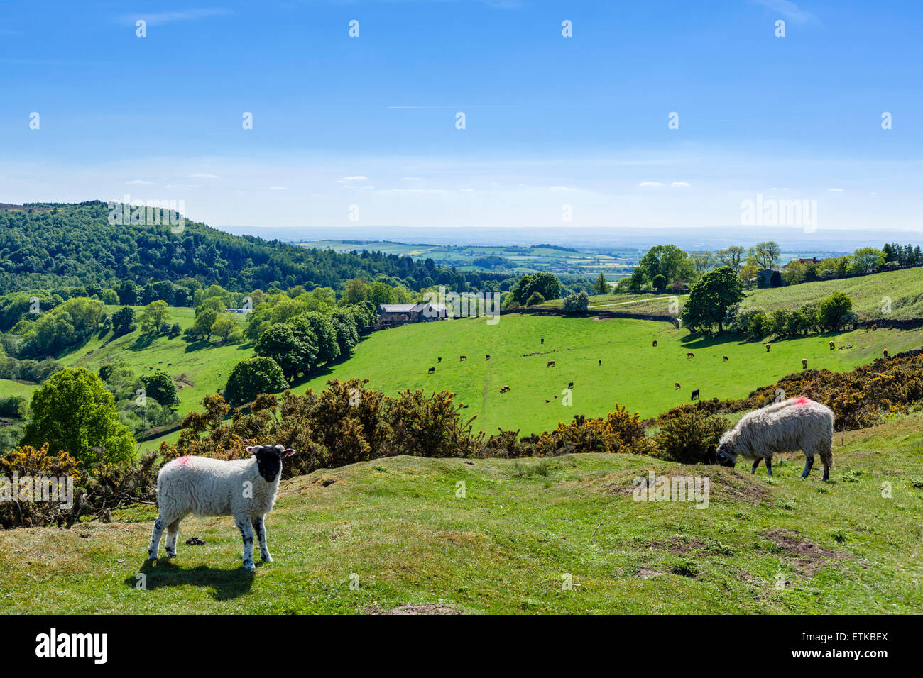 Moutons dans la campagne des North York Moors, Osmotherley, près de Northallerton, North Yorkshire, Angleterre, Royaume-Uni Banque D'Images