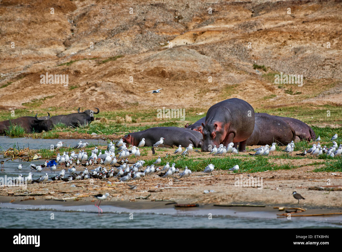 Hippopotame, Hippopotamus amphibius, Canal Kazinga, Parc national Queen Elizabeth, l'Ouganda, l'Afrique Banque D'Images