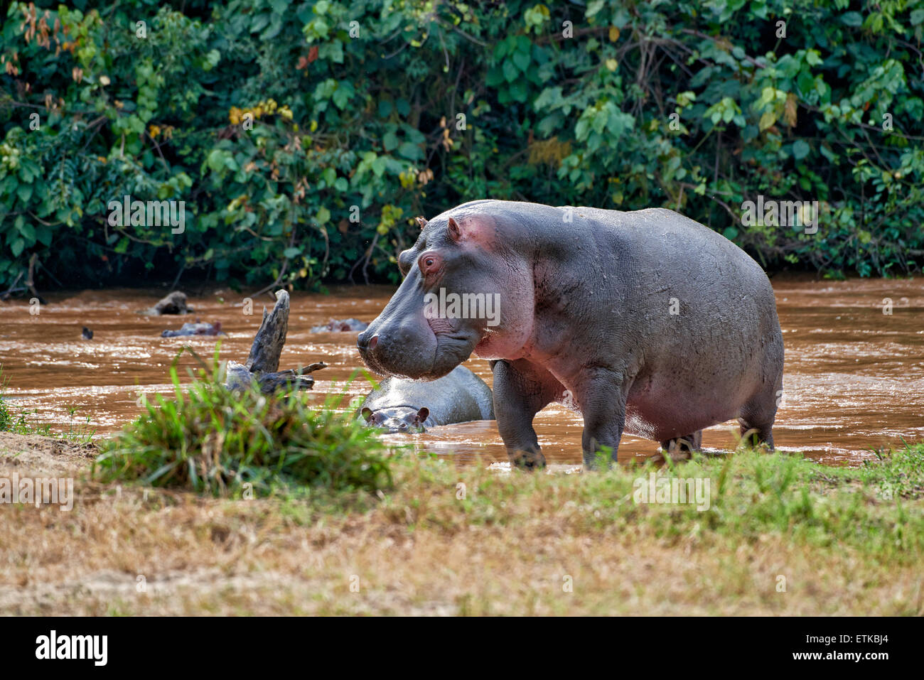 Hippopotame, Hippopotamus amphibius, Secteur Ishasha, Parc national Queen Elizabeth, l'Ouganda, l'Afrique Banque D'Images