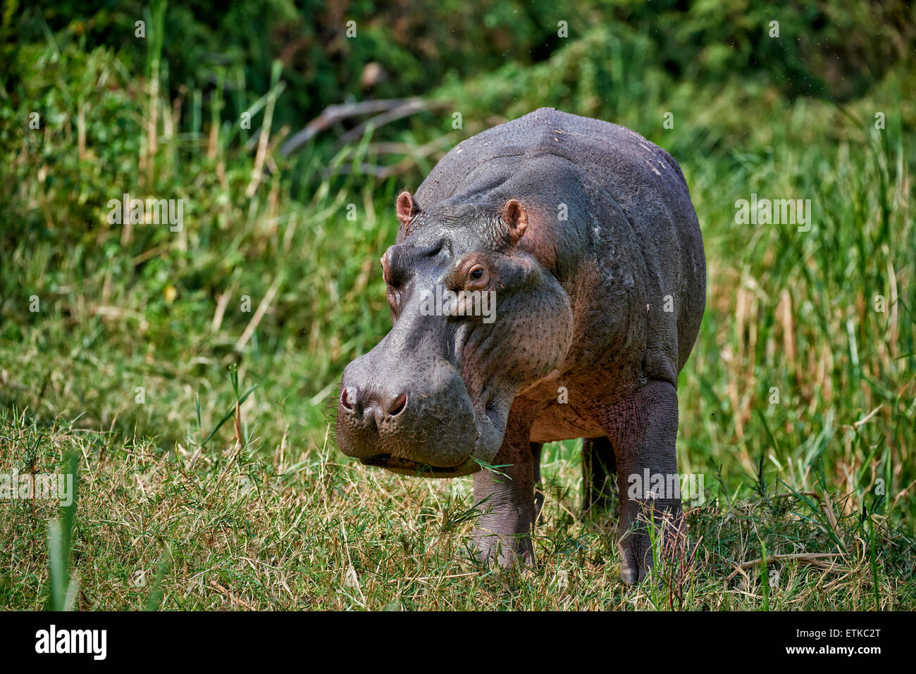 Hippopotame, Hippopotamus amphibius, Canal Kazinga, Parc national Queen Elizabeth, l'Ouganda, l'Afrique Banque D'Images