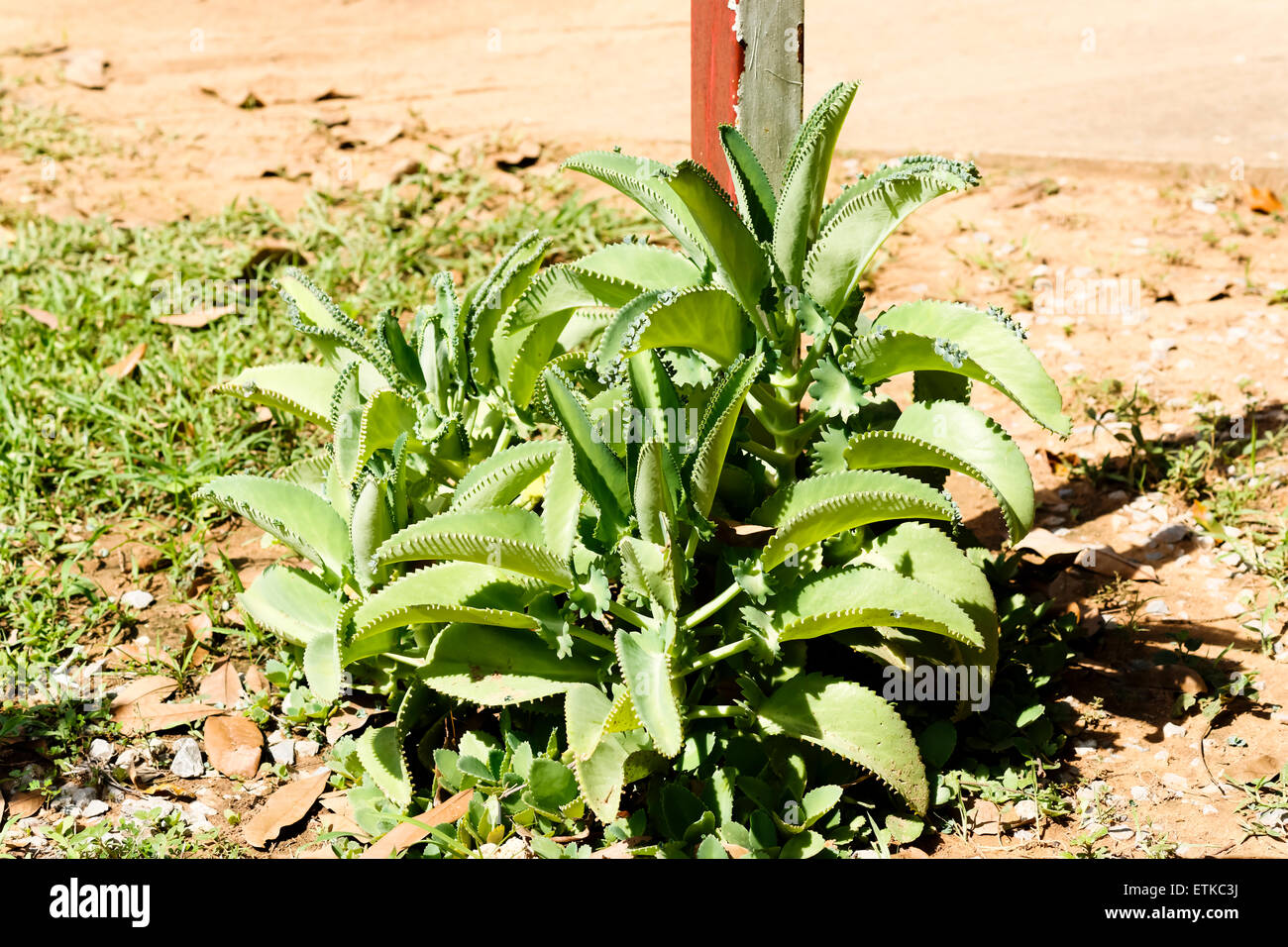 Plant cultivé sur sol sable roche. L'usine de l'air. Banque D'Images