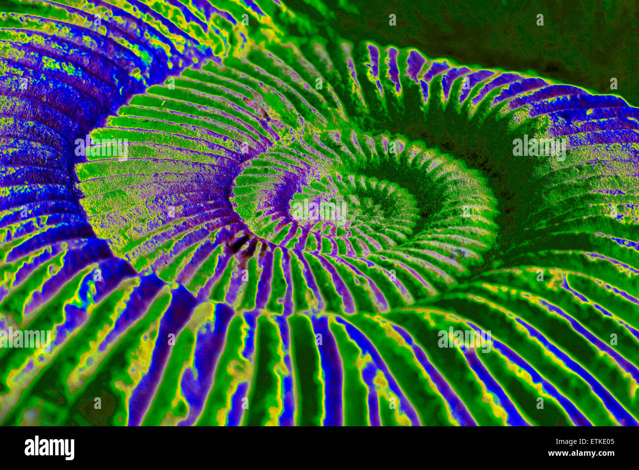 Close up d'un fossile d'ammonite. (Environ 25 cm de diamètre.) Banque D'Images