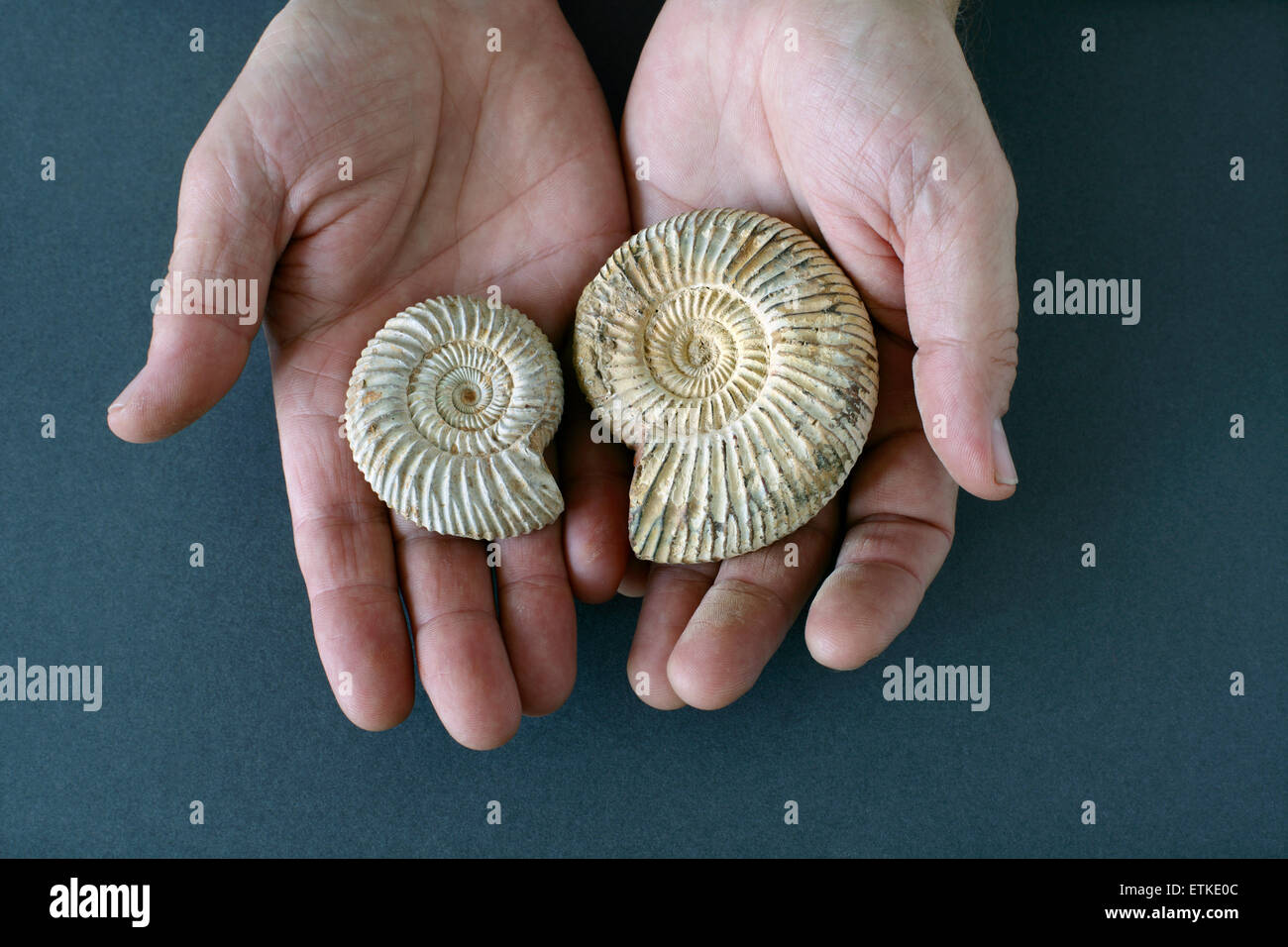Mains tenant deux petits fossiles d'ammonites du Maroc. Banque D'Images