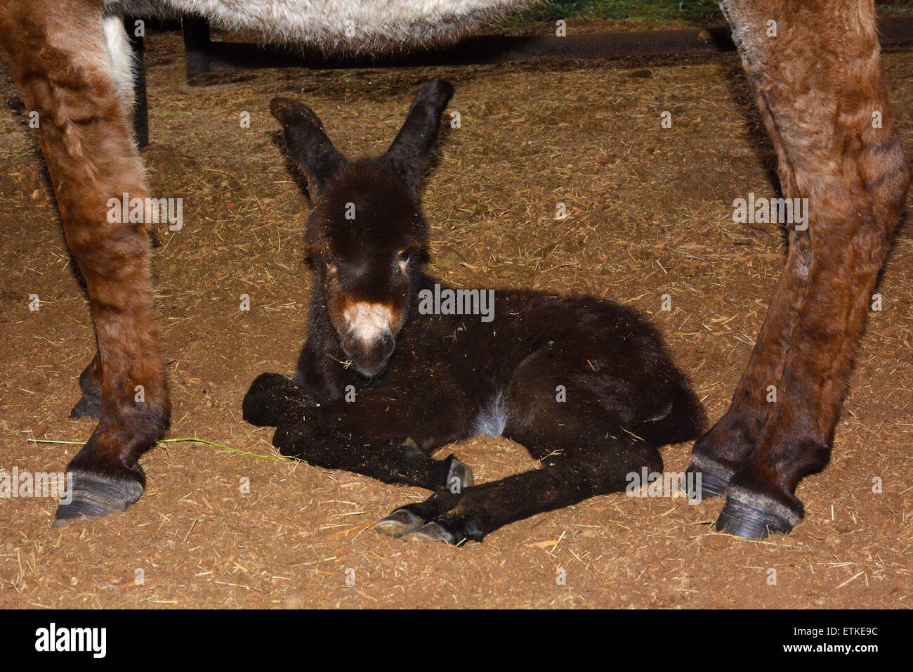 Bebe Ane Portant Sous La Mere Prises A Tampa Floride Usa Photo Stock Alamy