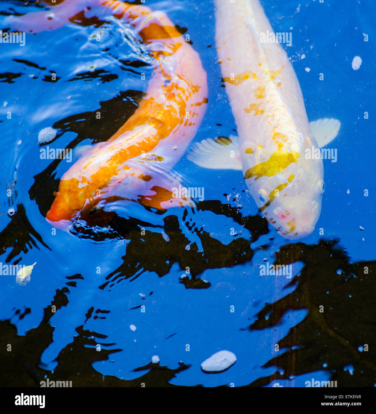 Koi, Cyprinus Carpo, poisson national du Japon, Kaua'i Marriott Resort ; Baie de Kalapaki, Kaua'i, Hawaii, USA Banque D'Images