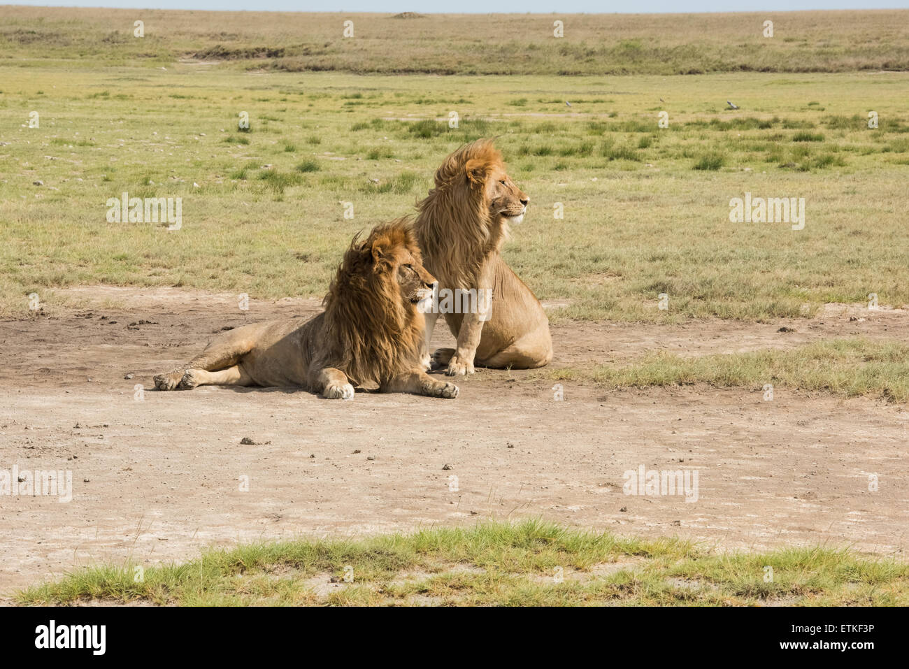 Deux lions mâles assis ensemble, le Parc National du Serengeti, Tanzanie Banque D'Images