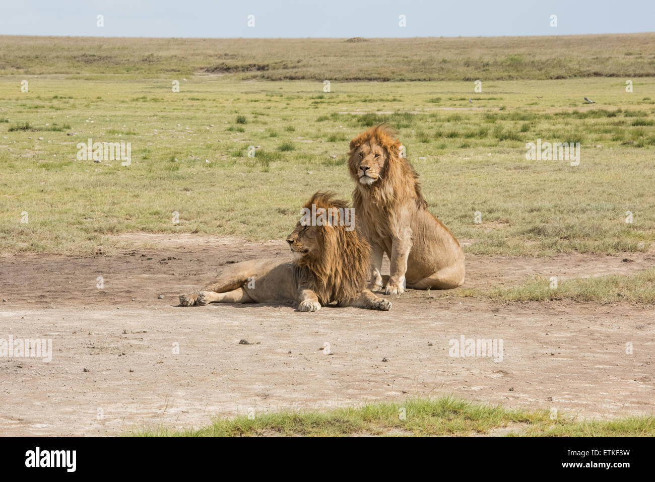Deux lions mâles assis ensemble, le Parc National du Serengeti, Tanzanie Banque D'Images
