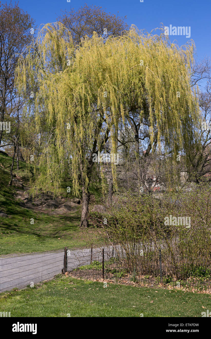 Willow Tree in Central Park, New York City. Banque D'Images