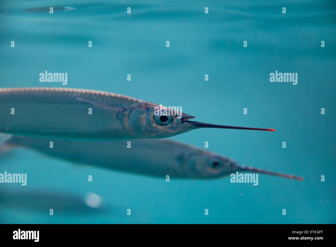 La propagande bait poissons nagent à la surface de la mer des Caraïbes Banque D'Images La propagande bait poissons nagent à la surface de la mer des Caraïbes Banque D'Images