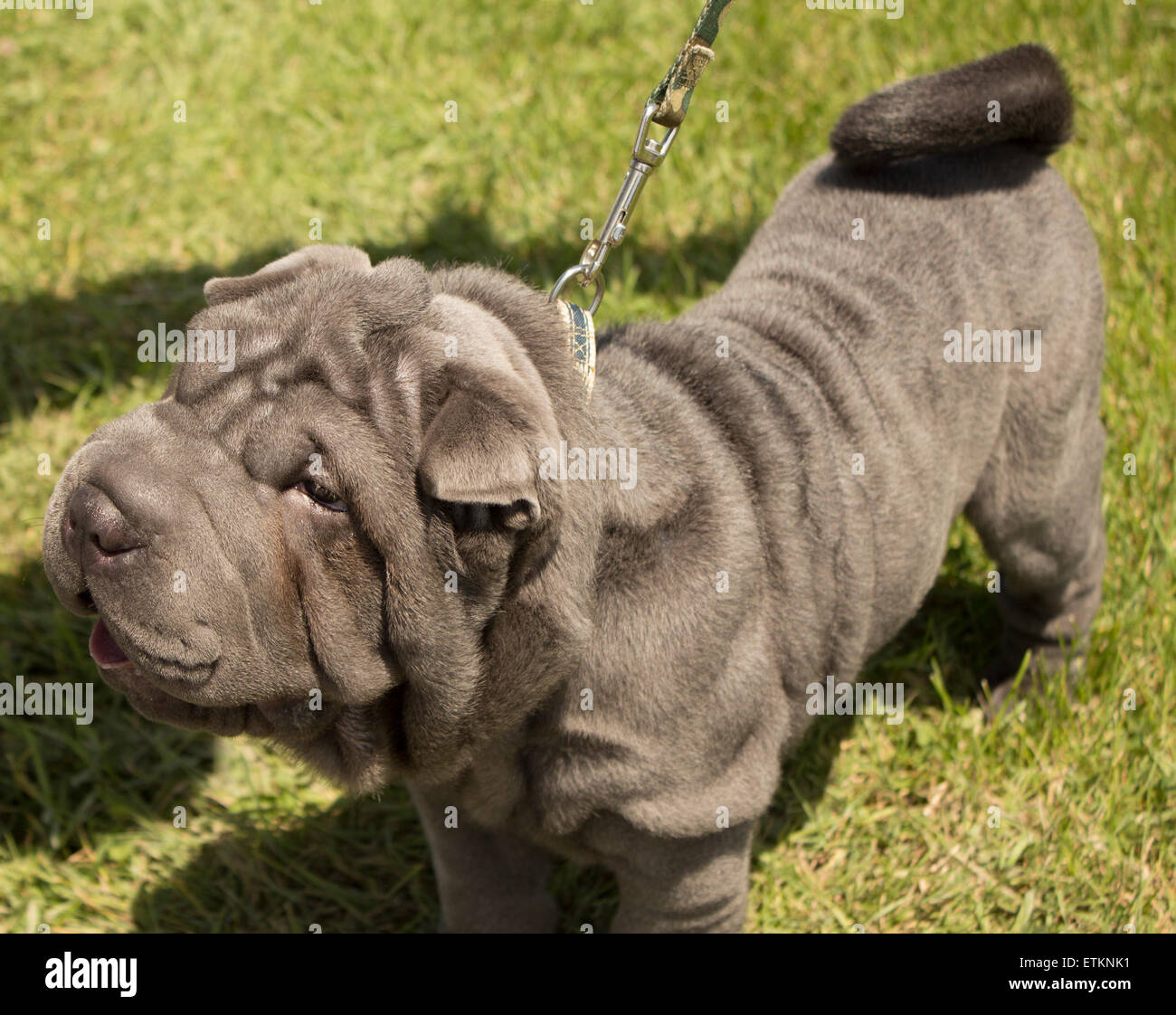 10 semaines chiot Shar Pei chinois, ni ride chien Banque D'Images
