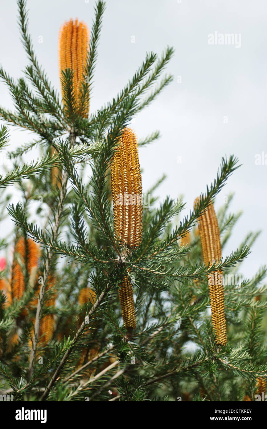 Banksia ericifolia Banque D'Images