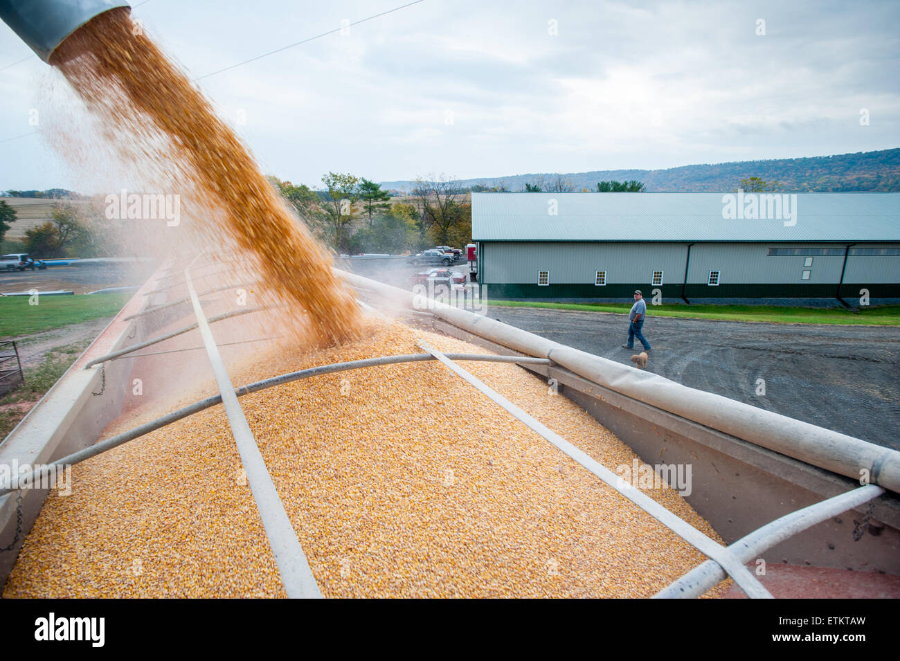 Le maïs au chargement camion à grain après la récolte dans la région de Dalmatie, New York, USA Banque D'Images