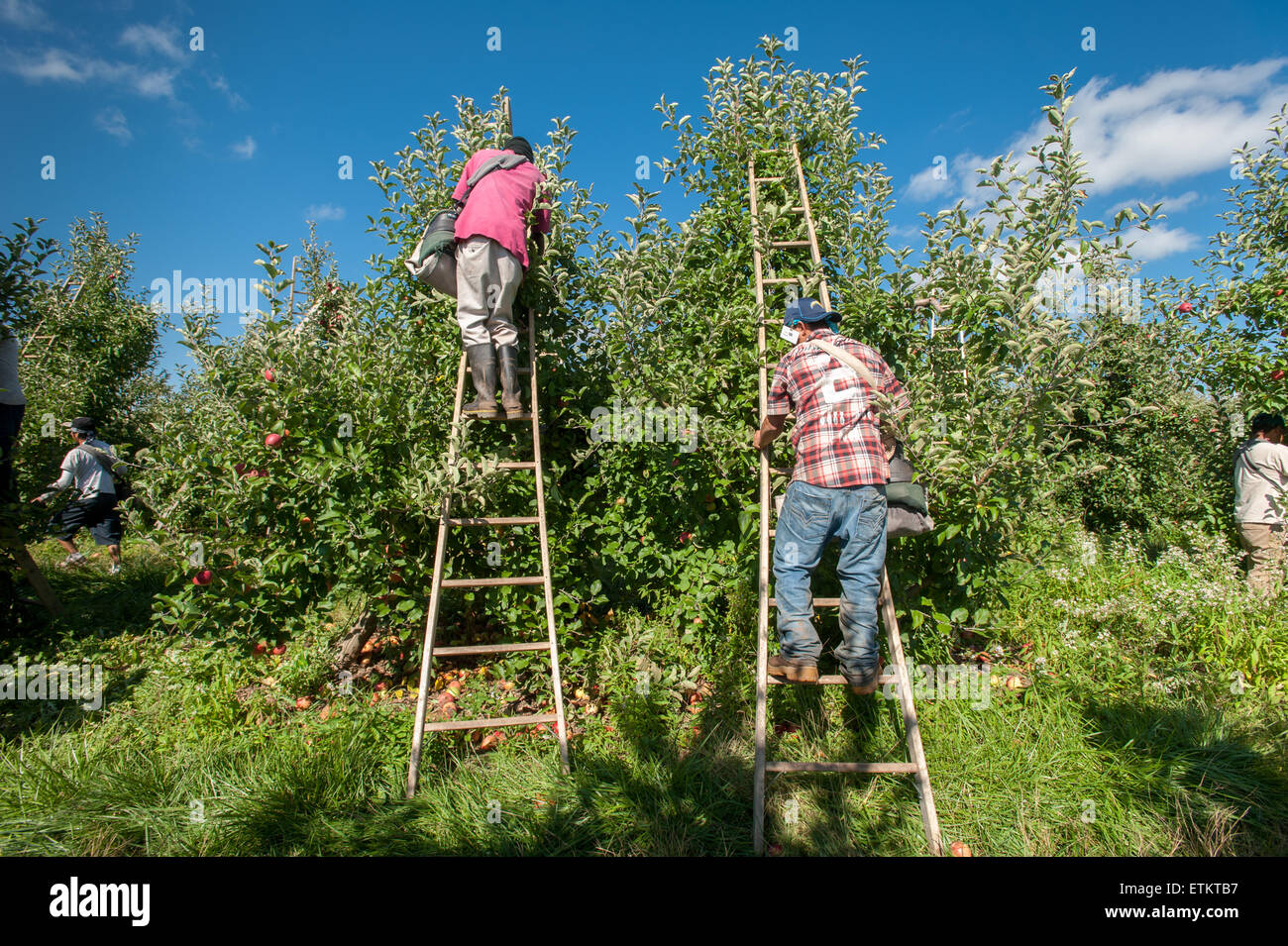 Les travailleurs à la cueillette des pommes dans un verger Aspers, Pennsylvania, USA Banque D'Images