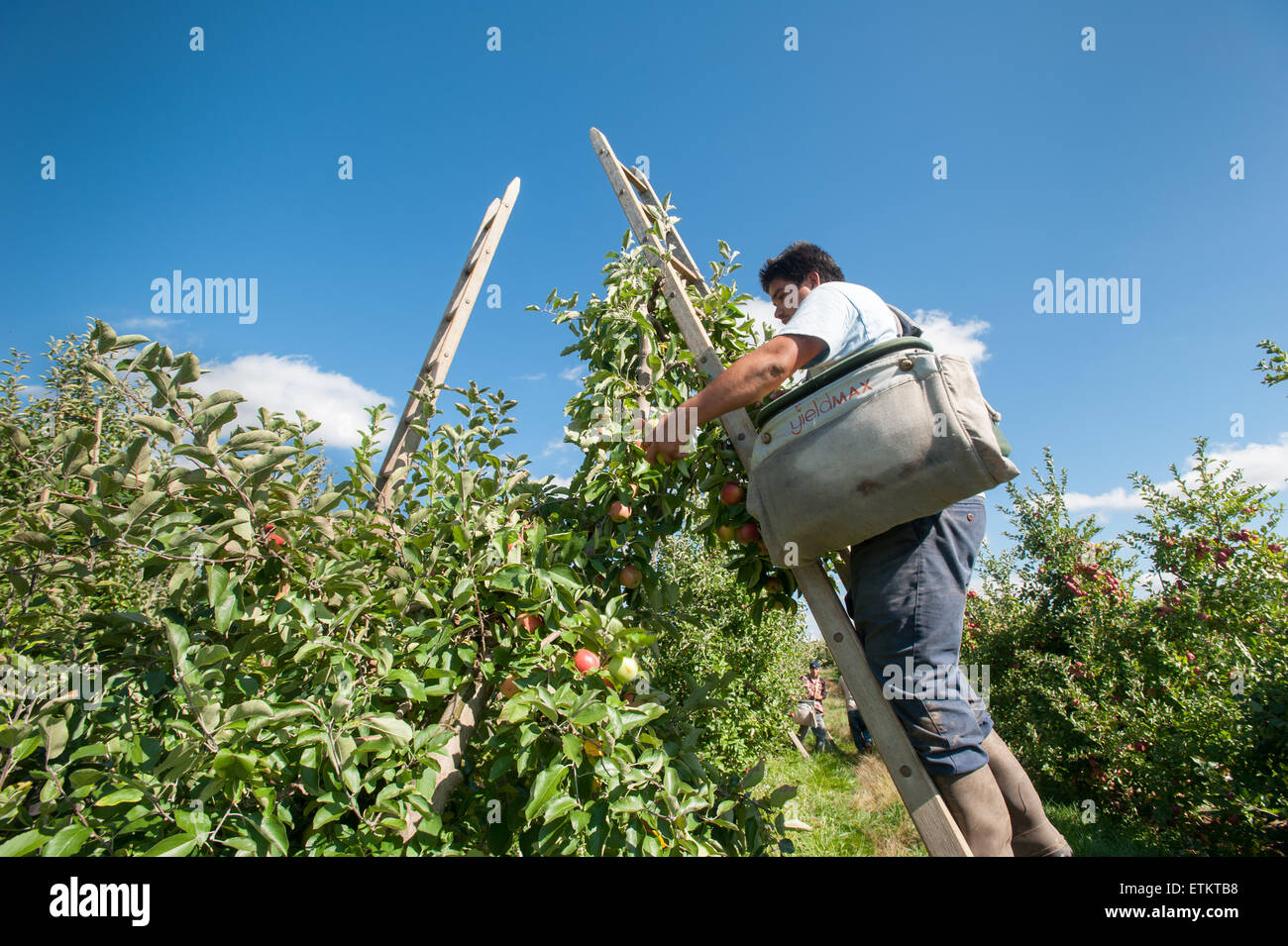 Au travailleur la cueillette des pommes dans un verger Aspers, Pennsylvania, USA Banque D'Images