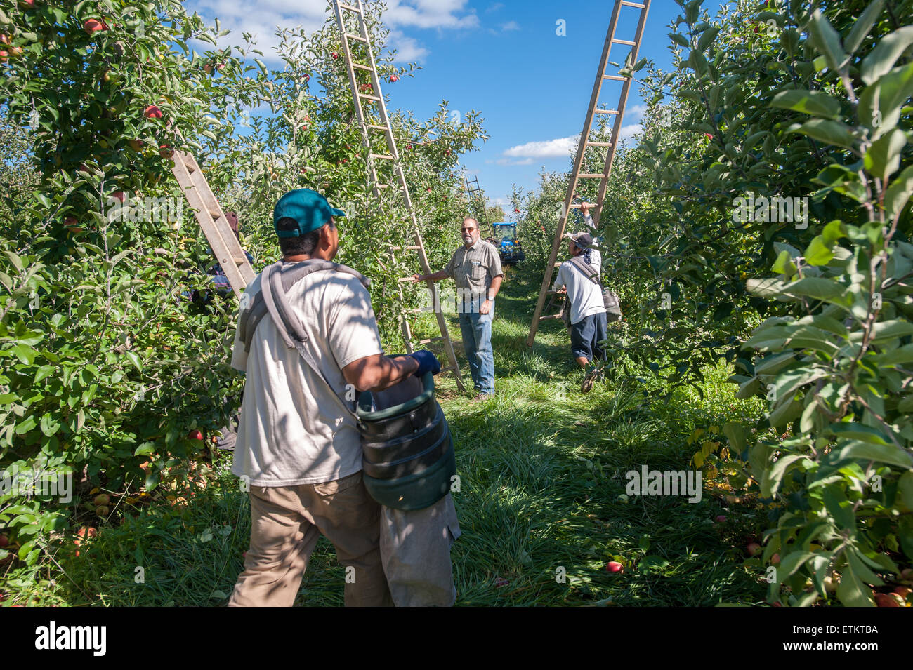 Les travailleurs à la cueillette des pommes dans un verger Aspers, Pennsylvania, USA Banque D'Images