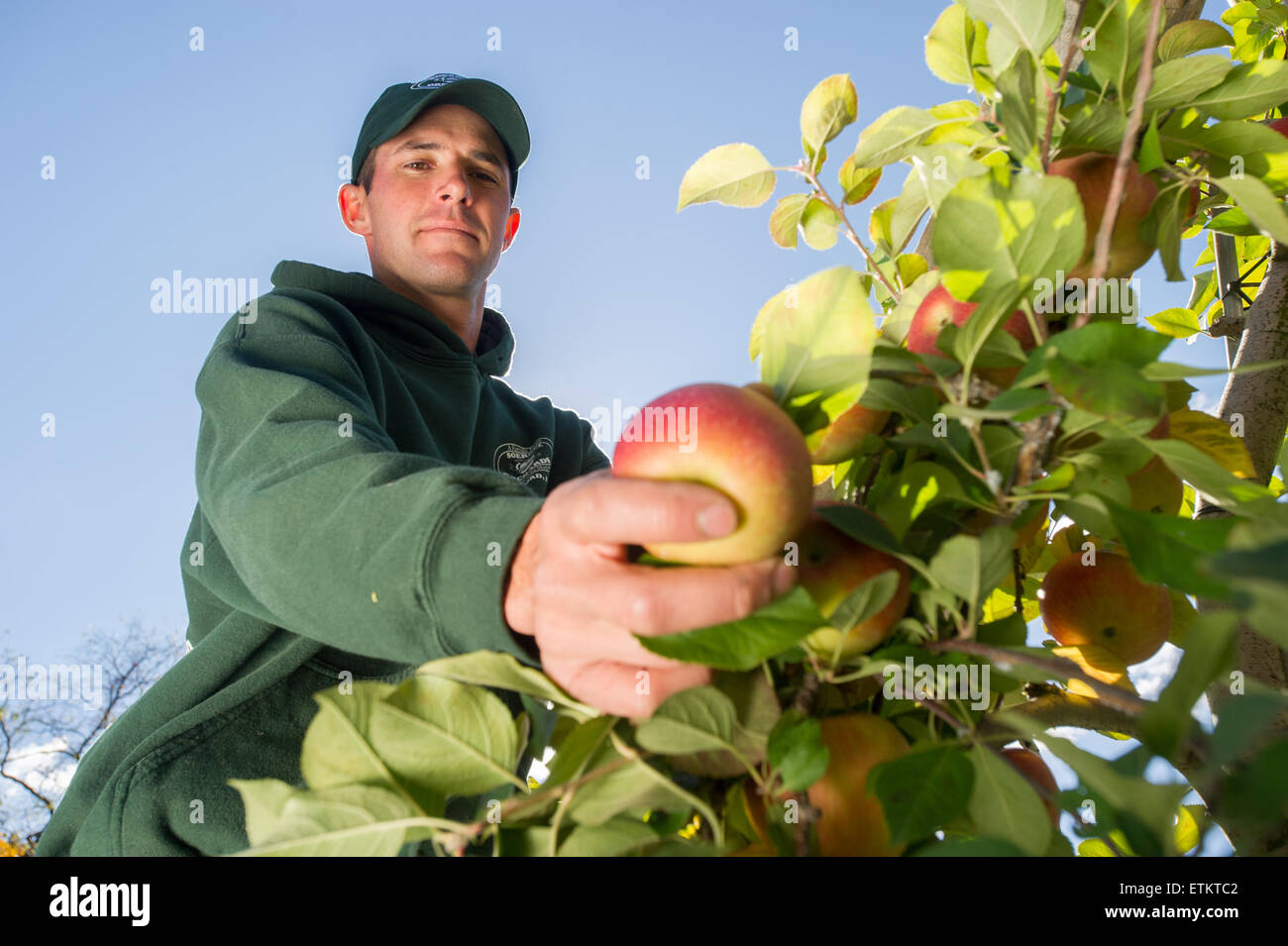 Contrôle de l'agriculteur à un verger de pommes à Wexford, New York, USA Banque D'Images