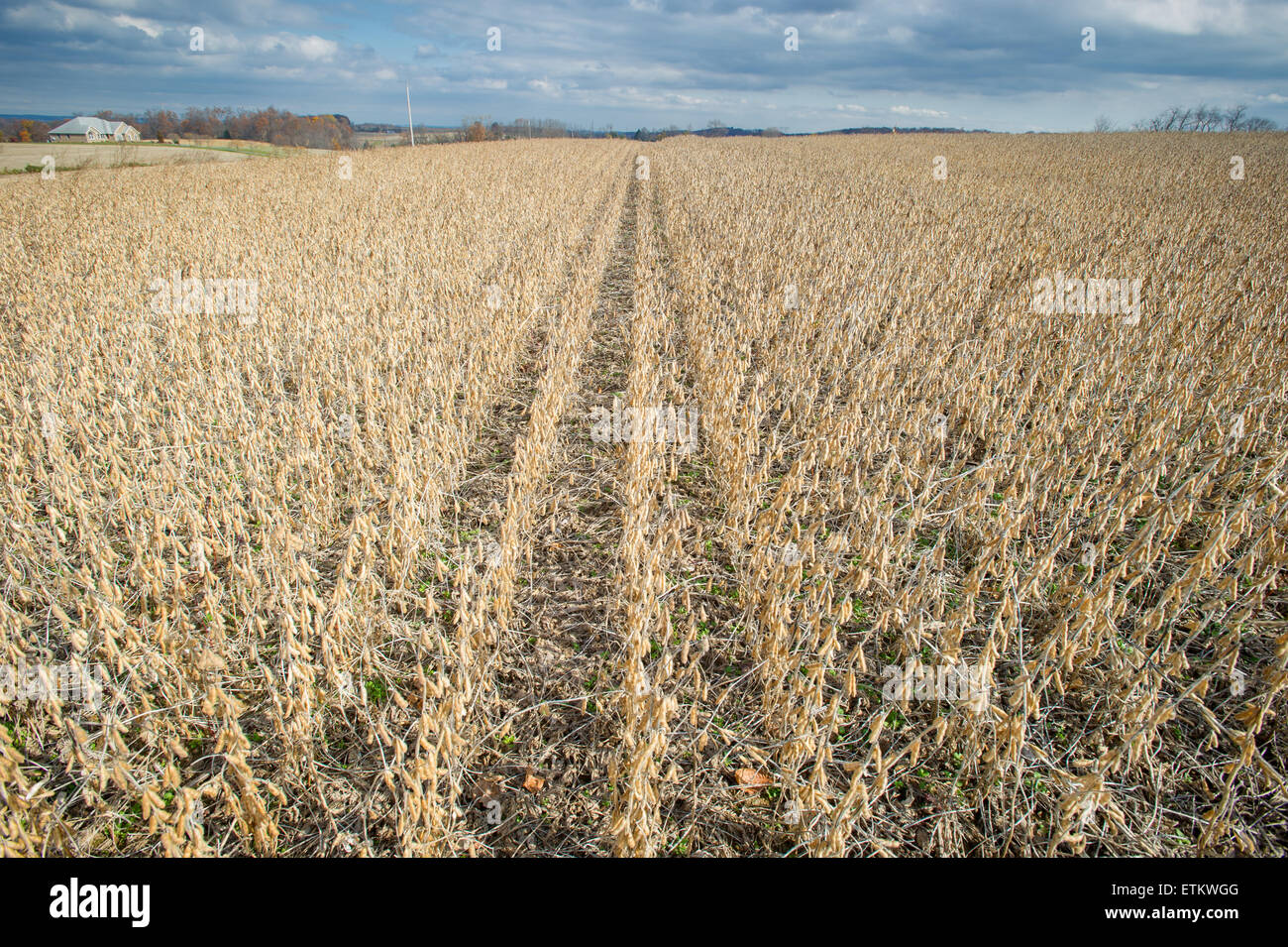 Champ de soya à Jarrettsville, Maryland, USA Banque D'Images