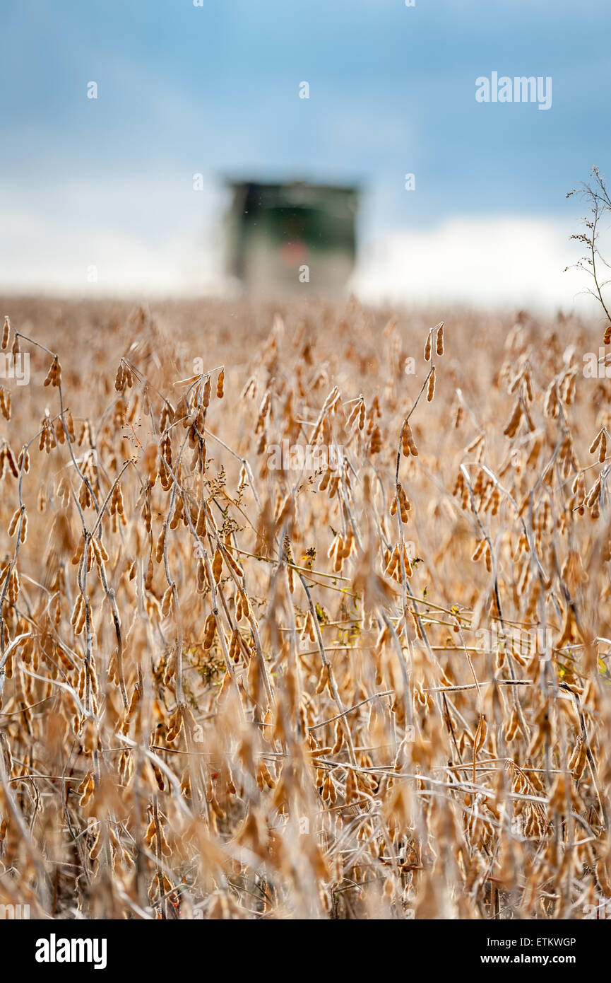 Plants de soja à Jarrettsville, Maryland, USA Banque D'Images