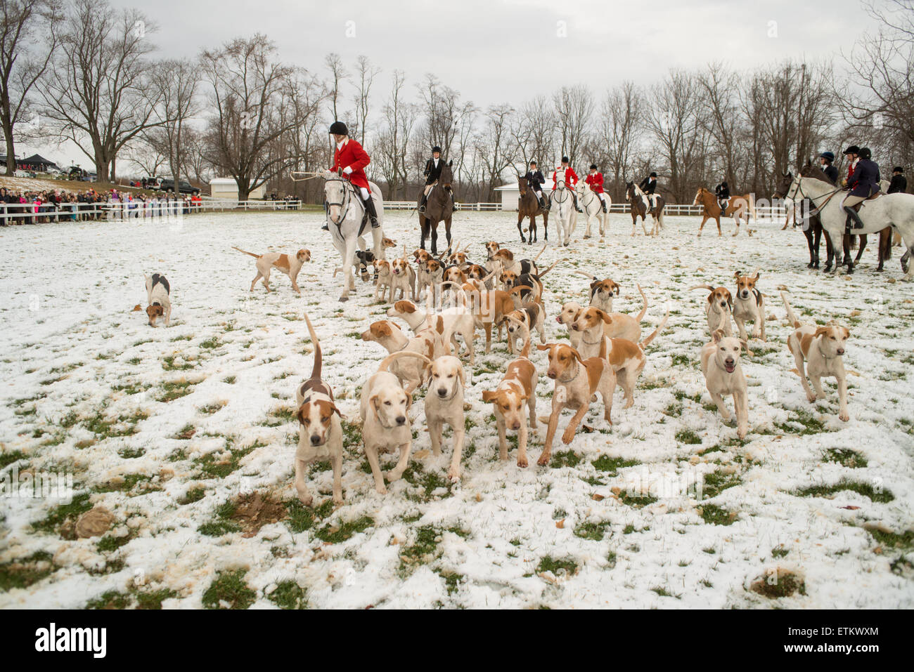 Les chasseurs de renard en veste rouge et foxhounds pendant la bénédiction de la meute à l'église Saint-Jacques à Monkton, Maryland, USA avec un Banque D'Images