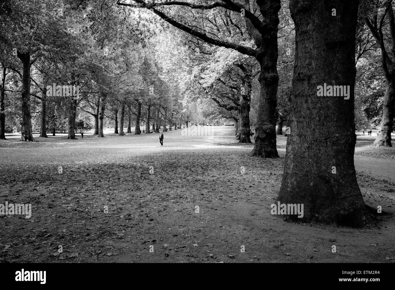 Londres, Green Park - un homme en costume de promenades à travers une rangée d'arbres avec la lumière du soleil filtrant à travers les feuilles. Noir et blanc. Banque D'Images