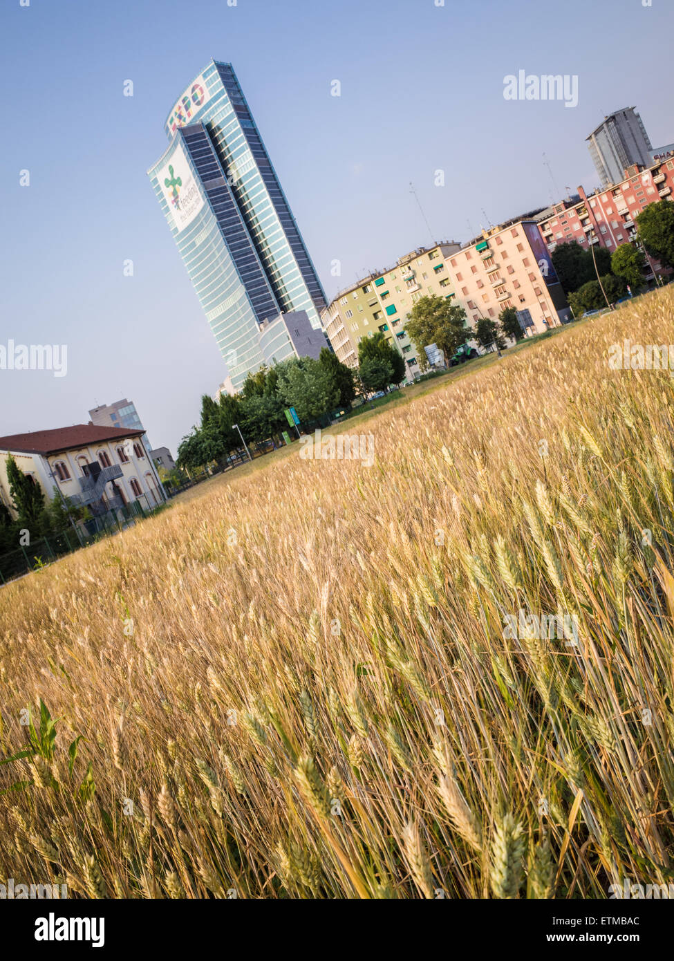 'Wheatfield' est l'œuvre de land art par l'artiste américaine Agnes Denes composé d'un champ de 50 mille mètres carrés dans le re Banque D'Images