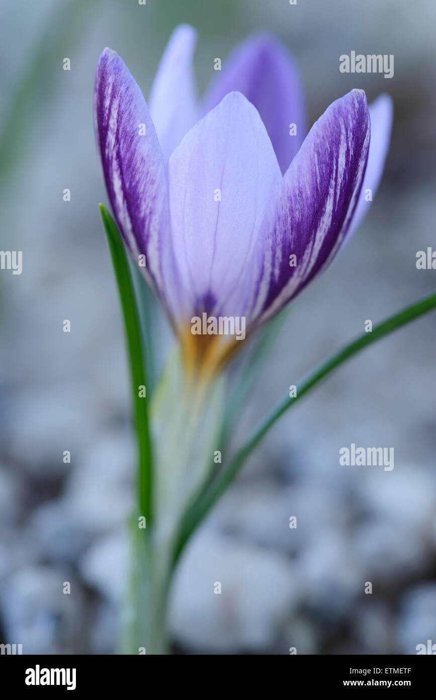 Crocus laevigatus 'Fontenayi' Février Banque D'Images