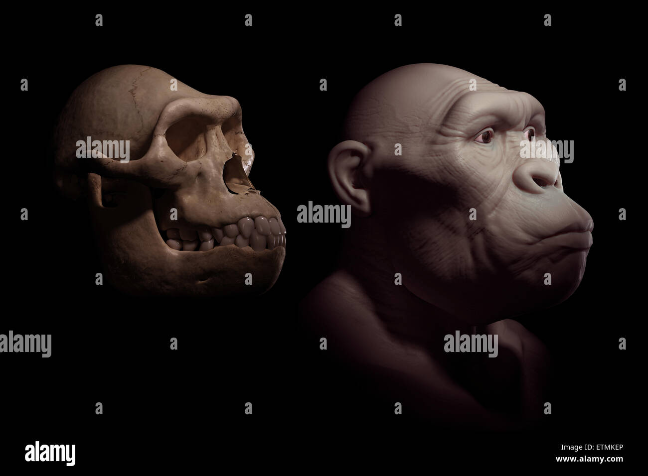 L'inscription d'un Australopithecus à côté d'un crâne d'australopithecus pour comparaison. L'australopithecus est un genre éteint d'hominidés et au début de l'ancêtre de l'Homo Sapiens. Banque D'Images