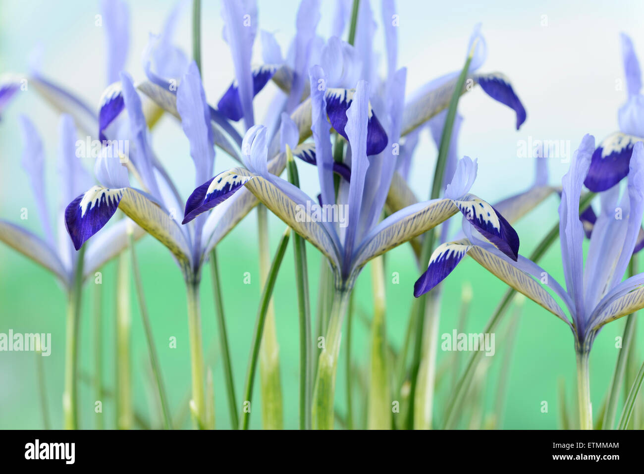 Iris reticulata 'Clairette' Février Banque D'Images